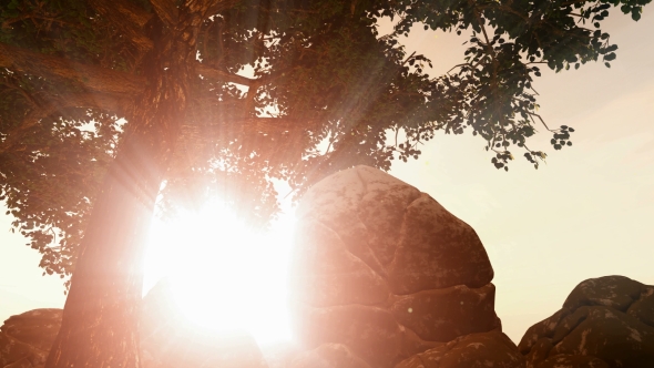 Sunrays Shining Through the Trees