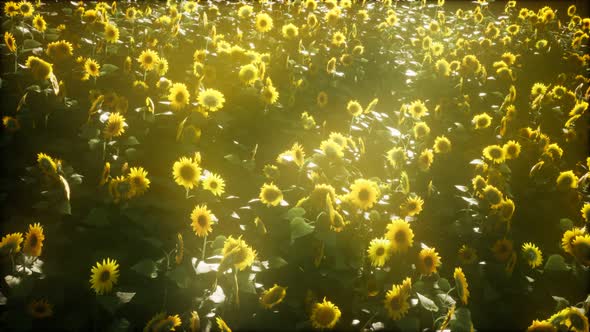 Beautiful Sunflowers and Clouds in a Texas Sunset alt