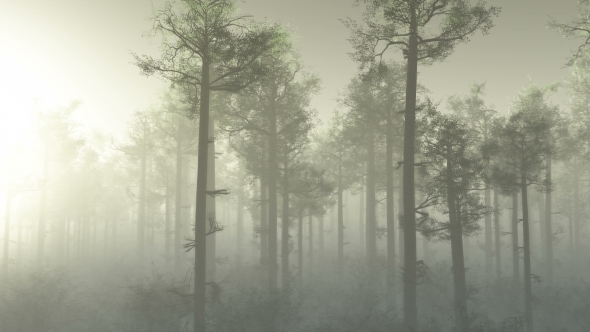 Morning Forest in Fog