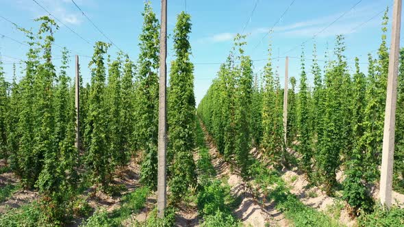 Growing Plantations Of Hops In The Agricultural Field For The Production Needs