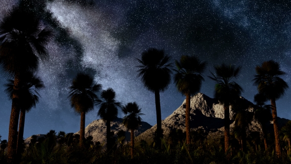 of Stars and Silhouetted Palm Trees
