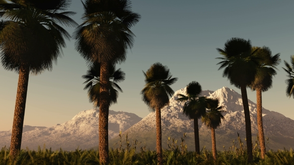 Palms in Desert at Sunset