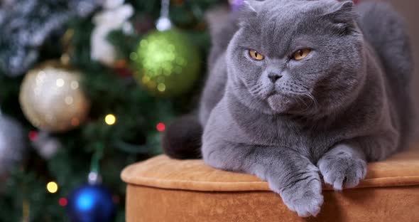 Scottish fold cat near Christmas tree. Concept of Merry Christmas, celebration New Year at home