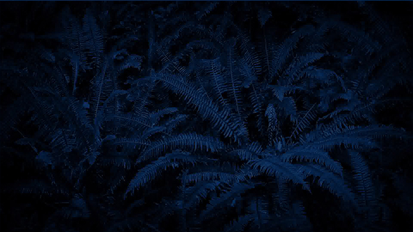 Moving Slowly Above Woodland Ferns In The Dark