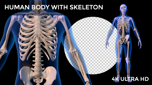 Human Body With Skeleton Rotation alt