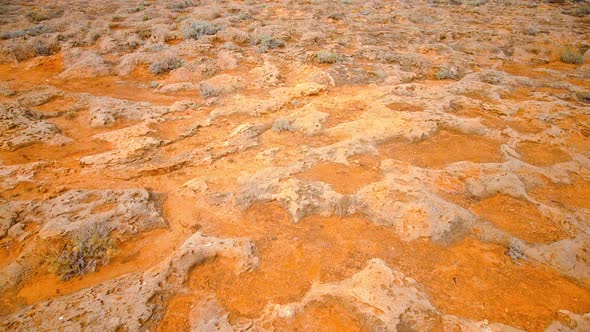 Yellow Coral Fossils on Dry Ground
