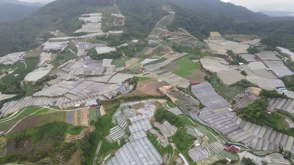 Cameron Highlands, Pahang Malaysia