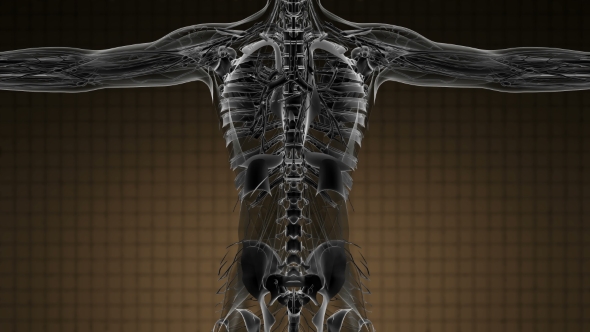 Anatomy Tomography Scan of Human Body alt