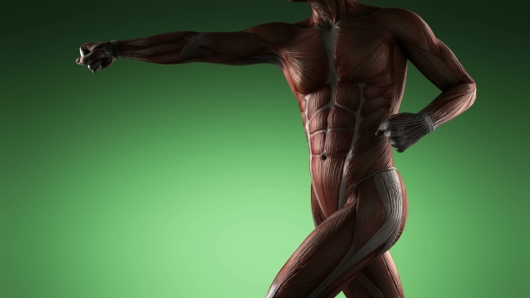 Human Muscle Anatomy alt