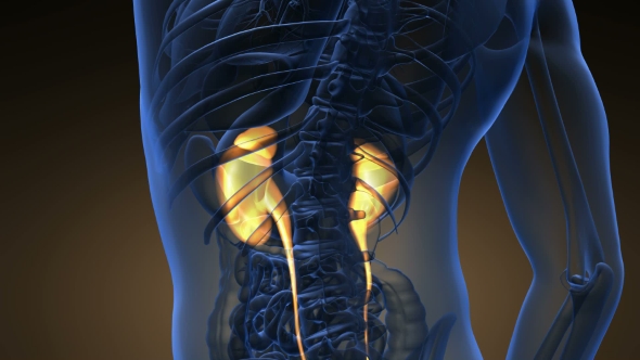 Anatomy Scan of Human Kidneys alt