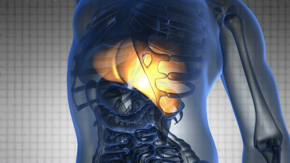 Anatomy Scan of Human Liver alt