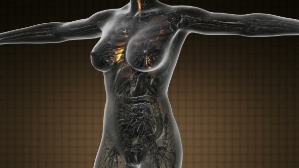 Human Body with Visible Lungs alt