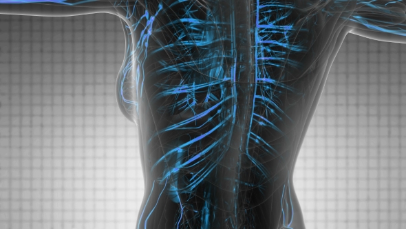 Human Body with Glow Blood Vessels alt
