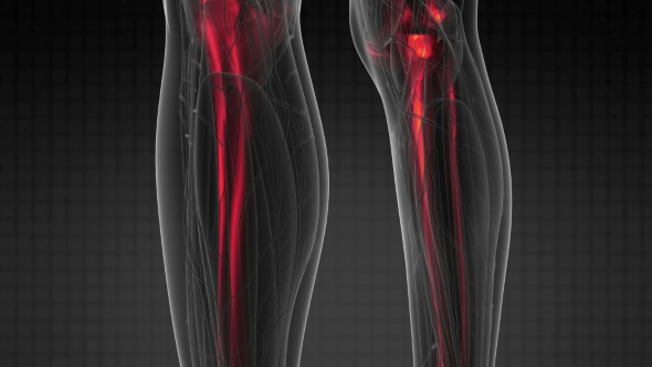 Human Body with Visible Skeletal Bones alt