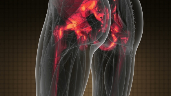 Human Body with Visible Skeletal Bones alt