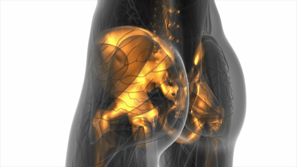 Human Body with Visible Skeletal Bones alt