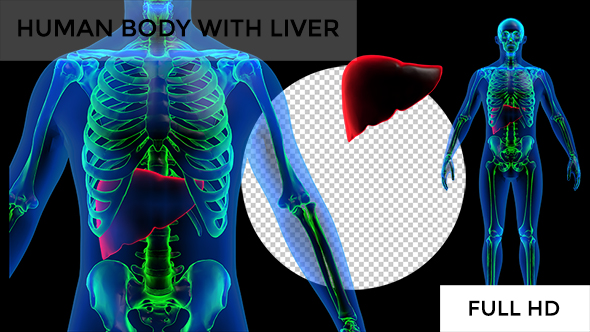 Transparent Human Body with Liver Rotation Full HD