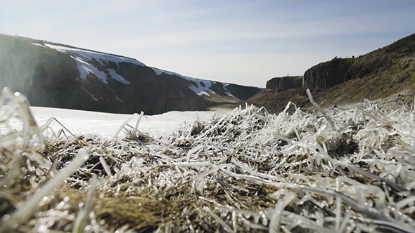 Grass Inside Thick Layer Ice