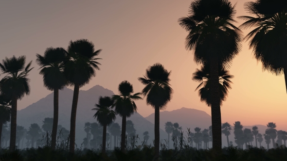 Palms in Desert at Sunset