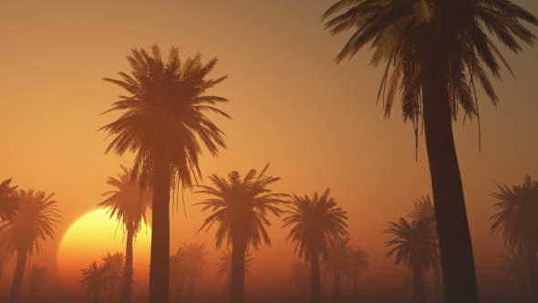 Palms in Desert at Sunset