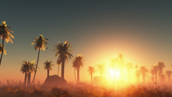 Palms in Desert at Sunset