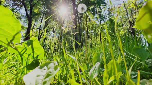 the View From Below on the Faded White Dandelion in Clear Sunny Weather the Crowns of Trees in the