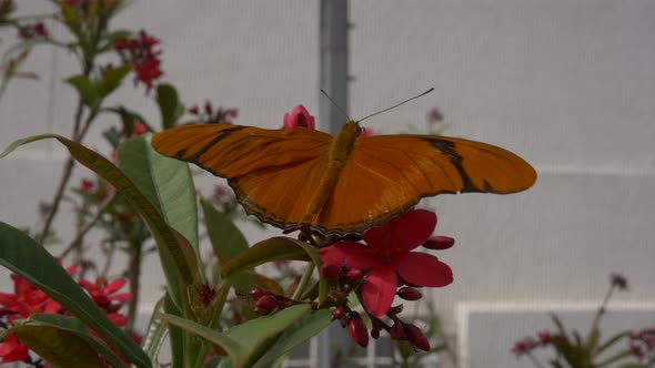 Beautiful orange butterfly pollinates a red flower
