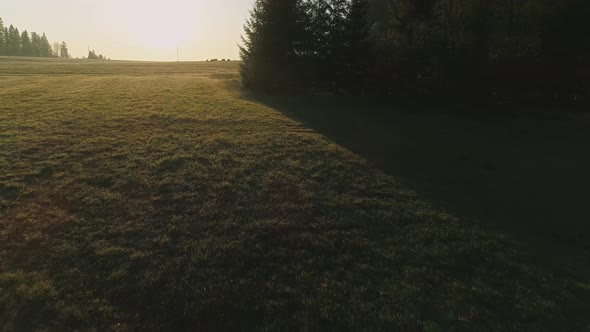 Aerial backward over green sunlit meadow. Poland