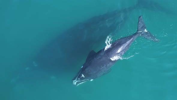 Aerial - drone hovers close above Southern Right Calf floating at surface as it exhales, exposing it