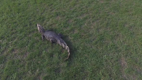A caiman crocodile resting in the grass.
