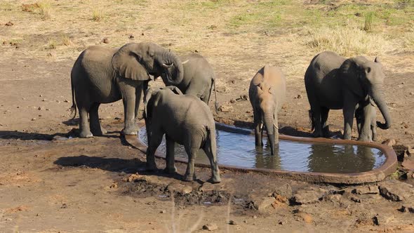 African Elephants Drinking Water - Kruger National Park