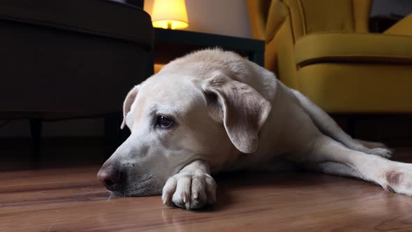 Sad Dog Lying Down And Waiting For His Owner.