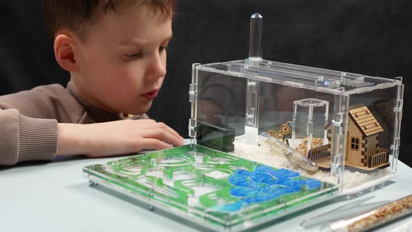 Boy watching ants live at ant farm. Observation of ants behaviors
