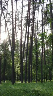 Vertical Video of Forest with Pine Trees in Summer