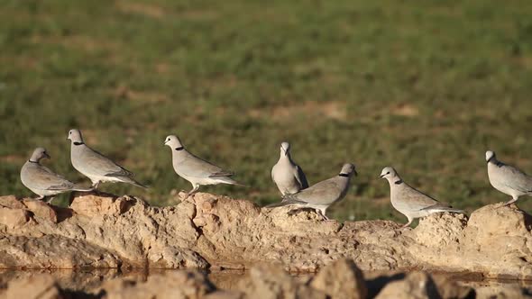 Cape Turtle Doves At A Waterhole