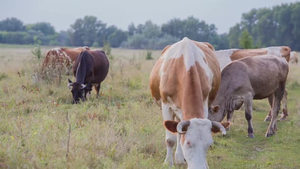 Cows Are Going For the Evening Milking. 4