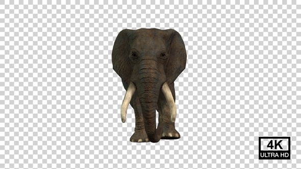 Elephant Walking Front View
