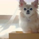 white brown chihuahua dog sit in cardboard box near window - VideoHive Item for Sale