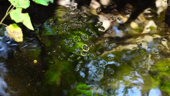 Beetles Water Strider in a Transparent Stream. Small Insects on the Water.