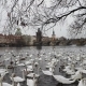 Lot of Swans and Ducks in the River Vltava - VideoHive Item for Sale