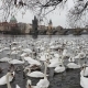 Lot of Swans and Ducks in the River Vltava - VideoHive Item for Sale