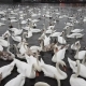 Lot of Swans and Ducks in the River Vltava - VideoHive Item for Sale