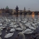 Lot of Swans and Ducks in the River Vltava - VideoHive Item for Sale