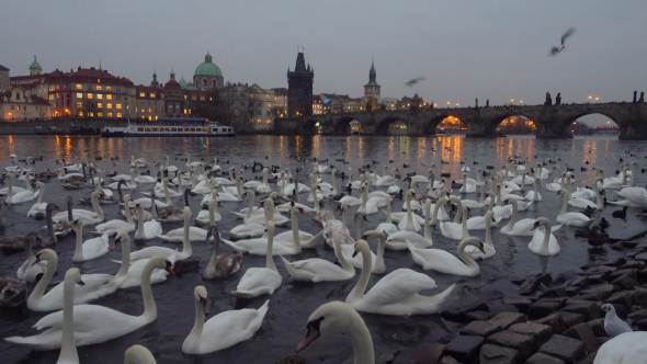 Lot of Swans and Ducks in the River Vltava
