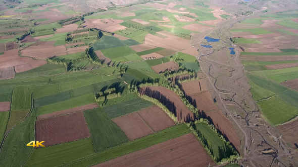 Colored Fields