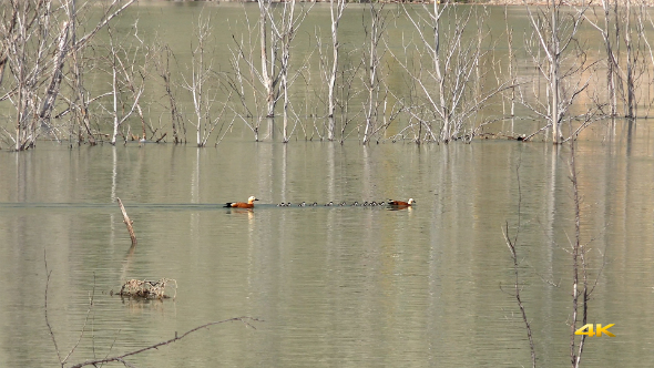 Ruddy Shelduck Ducks and Cubs