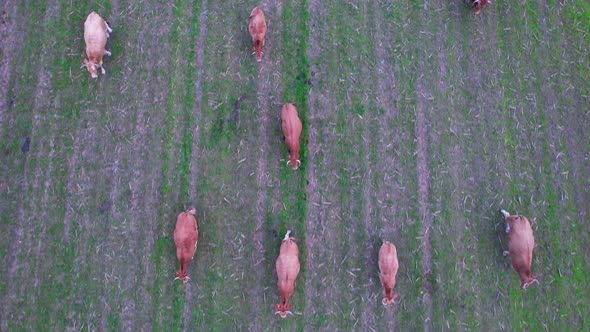 Cows Graze on Pasture