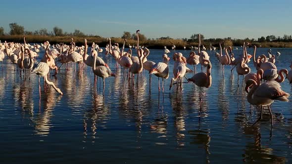 Greater Flamingos (Phoenicopterus roseus), Pont de Gau, Camargue, France