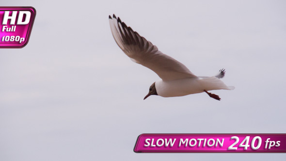 Seagulls Hover Slowly in the Sky