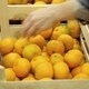 Girl Puts Tangerines in a Bag - VideoHive Item for Sale